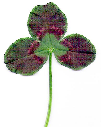 "Green Heart" = red leaf + early-stage red leafmark