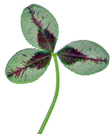 marginal mark + red leafmark + red midrib